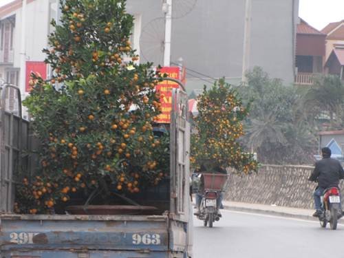 "Sắc xuân" tràn ngập phố ảnh 8 "Sắc xuân" tràn ngập phố ảnh 8