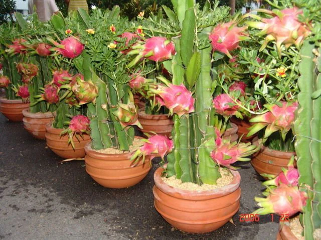 "Sắc xuân" tràn ngập phố ảnh 4