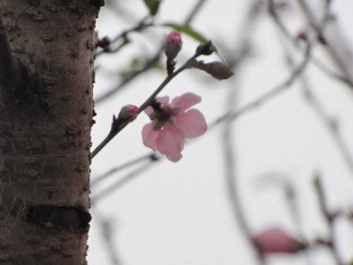 "Sắc xuân" tràn ngập phố ảnh 2 "Sắc xuân" tràn ngập phố ảnh 2