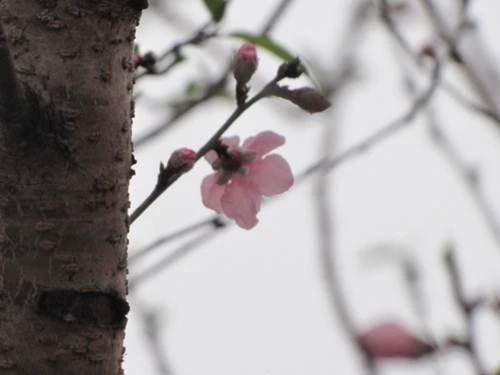 "Sắc xuân" tràn ngập phố ảnh 2