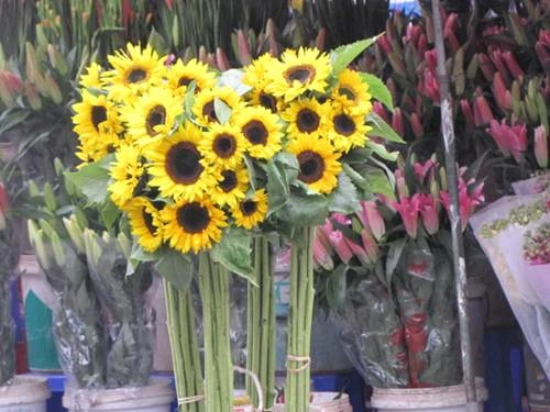 "Sắc xuân" tràn ngập phố ảnh 6