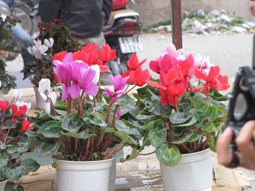 "Sắc xuân" tràn ngập phố ảnh 7 "Sắc xuân" tràn ngập phố ảnh 7