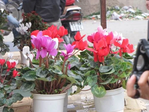 "Sắc xuân" tràn ngập phố ảnh 7