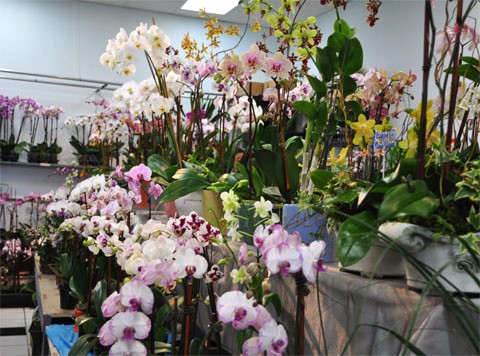 Chợ Tết ở San Jose