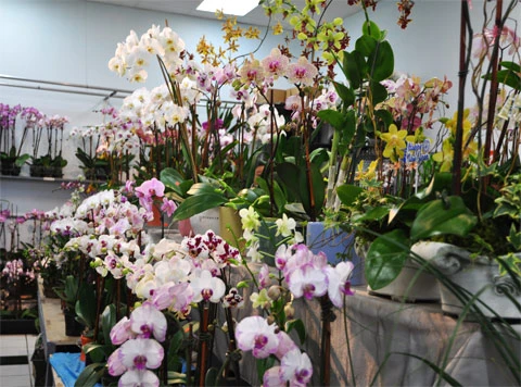 Chợ Tết ở San Jose