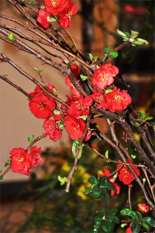 Chợ Tết ở San Jose