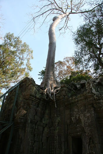 Một thoáng Chùa Tháp ảnh 13