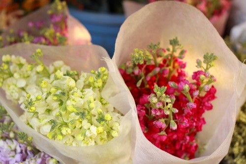 Muôn sắc màu những nụ Tầm xuân ảnh 19