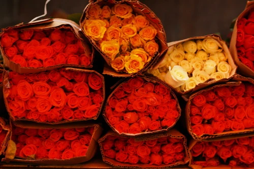 Muôn sắc màu những nụ Tầm xuân ảnh 22