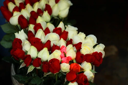 Muôn sắc màu những nụ Tầm xuân ảnh 18