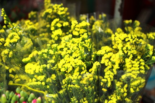 Muôn sắc màu những nụ Tầm xuân ảnh 16