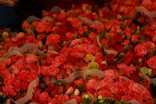 Muôn sắc màu những nụ Tầm xuân ảnh 14