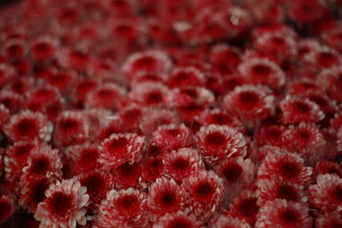 Muôn sắc màu những nụ Tầm xuân ảnh 13