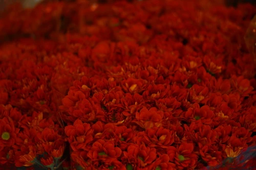 Muôn sắc màu những nụ Tầm xuân ảnh 12