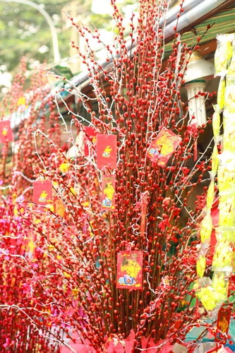 Muôn sắc màu những nụ Tầm xuân ảnh 8