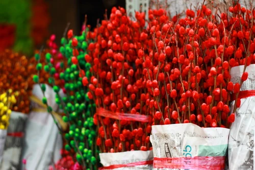 Muôn sắc màu những nụ Tầm xuân ảnh 6