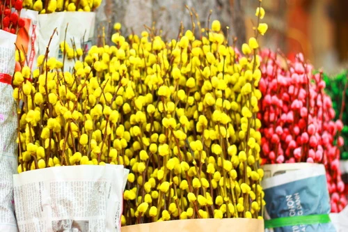 Muôn sắc màu những nụ Tầm xuân ảnh 3