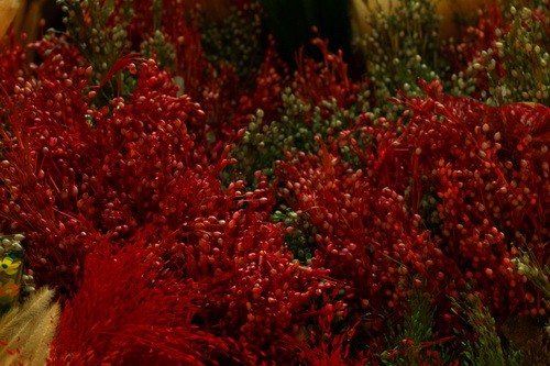 Muôn sắc màu những nụ Tầm xuân ảnh 7