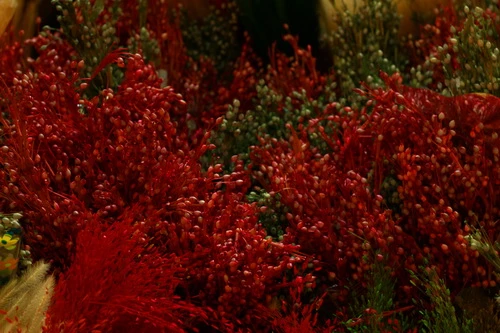 Muôn sắc màu những nụ Tầm xuân ảnh 7