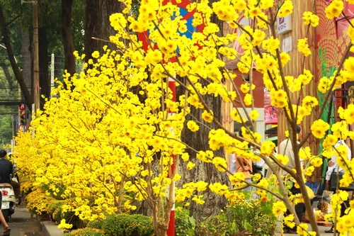 Đường phố Sài Gòn rực rỡ đón Xuân về ảnh 5