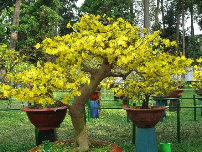 Sự tích hoa mai, cành đào chưng tết ảnh 2 Vườn mai ngày Tết