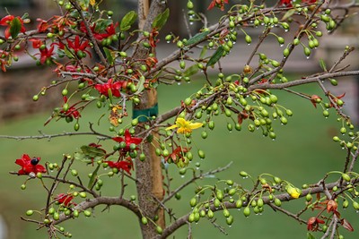 Mai tứ quý: Mai tứ quý: