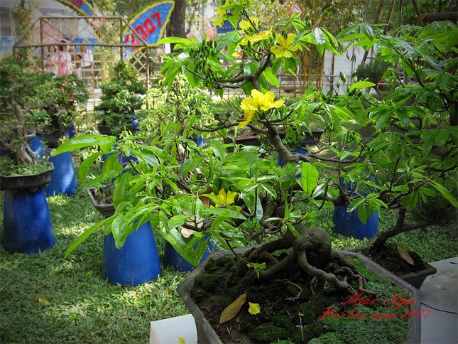 Ngày tết - Nói về 24 loài hoa mai ảnh 5 mai ngự