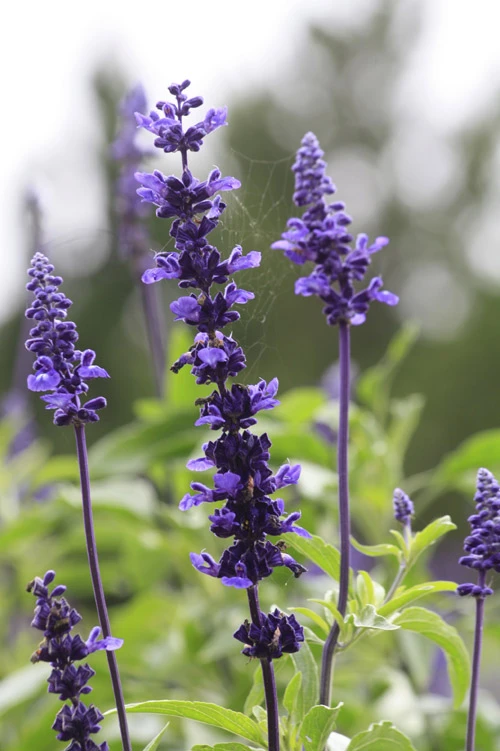 Lạc vào xứ sở hoa Đà Lạt ảnh 11