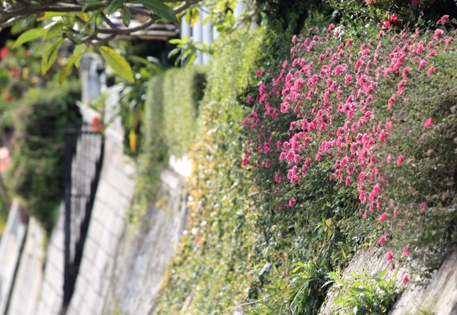 Lạc vào xứ sở hoa Đà Lạt ảnh 12