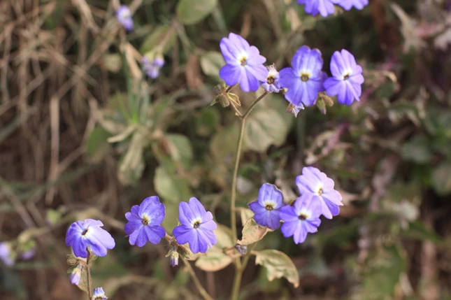 Lạc vào xứ sở hoa Đà Lạt ảnh 13