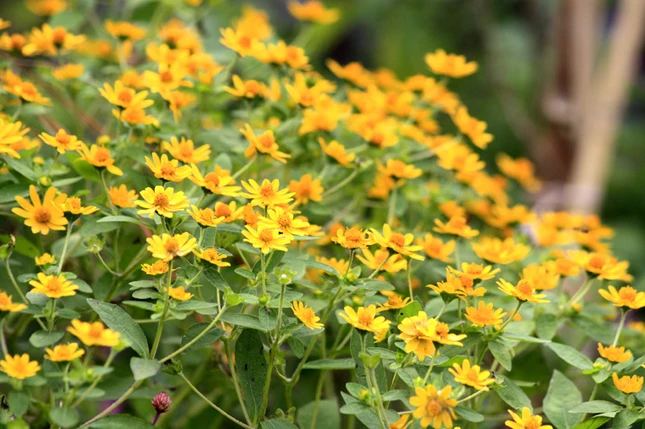 Lạc vào xứ sở hoa Đà Lạt ảnh 14