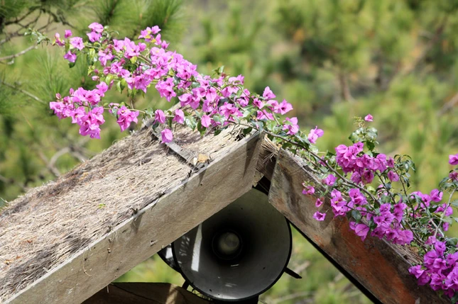 Lạc vào xứ sở hoa Đà Lạt ảnh 15