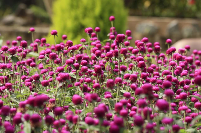 Lạc vào xứ sở hoa Đà Lạt ảnh 16