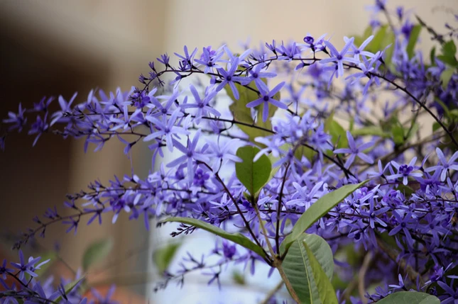 Lạc vào xứ sở hoa Đà Lạt ảnh 17