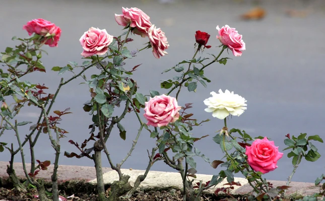 Lạc vào xứ sở hoa Đà Lạt ảnh 18