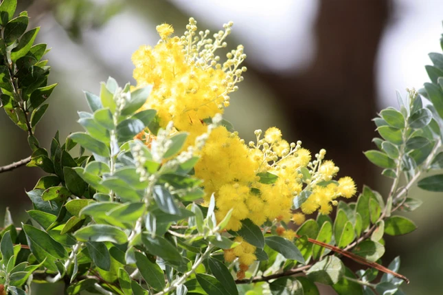 Lạc vào xứ sở hoa Đà Lạt ảnh 2