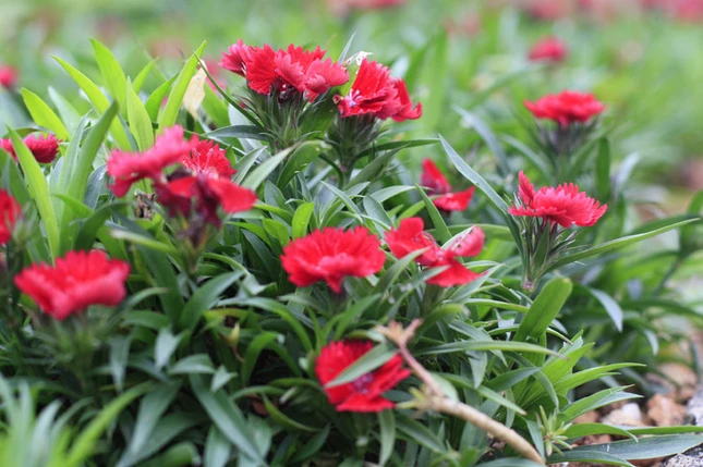 Lạc vào xứ sở hoa Đà Lạt ảnh 19