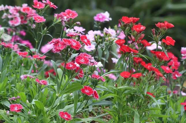 Lạc vào xứ sở hoa Đà Lạt ảnh 20