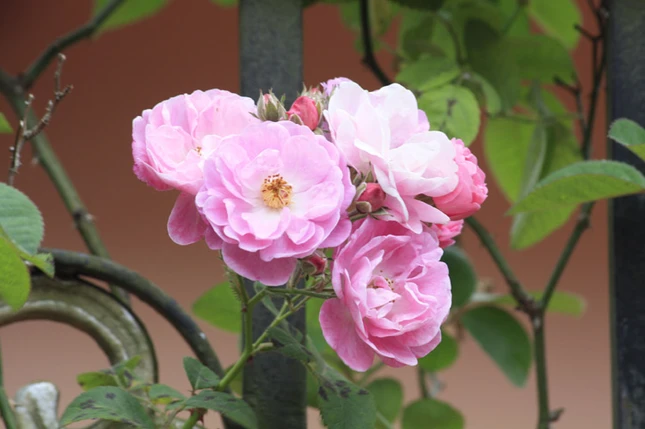 Lạc vào xứ sở hoa Đà Lạt ảnh 3