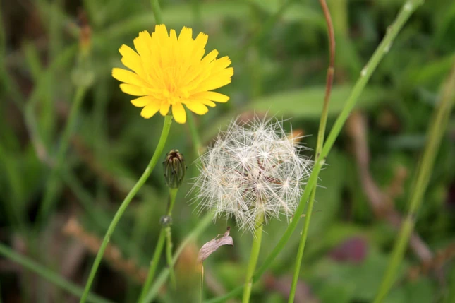 Lạc vào xứ sở hoa Đà Lạt ảnh 5