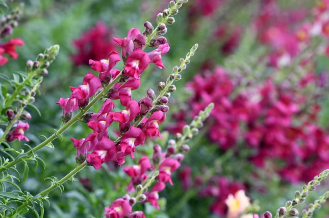 Lạc vào xứ sở hoa Đà Lạt ảnh 6