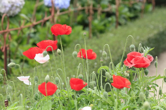 Lạc vào xứ sở hoa Đà Lạt ảnh 7