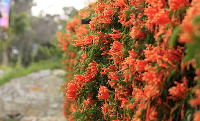 Lạc vào xứ sở hoa Đà Lạt ảnh 8