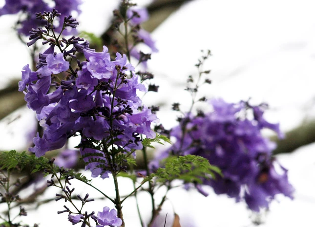 Lạc vào xứ sở hoa Đà Lạt ảnh 10