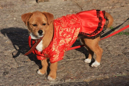 Năm mới đến Lệ Giang du xuân ảnh 14