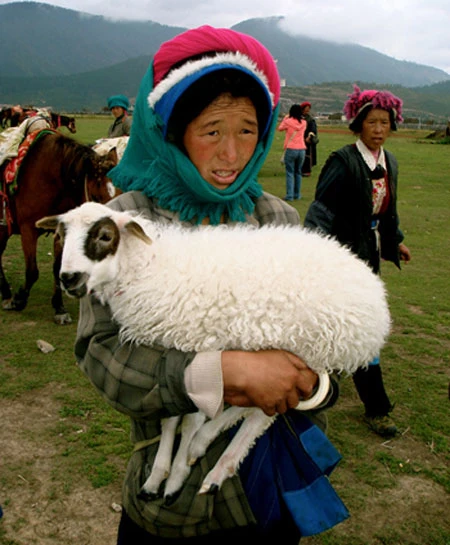 Năm mới đến Lệ Giang du xuân ảnh 13