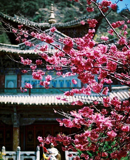 Năm mới đến Lệ Giang du xuân ảnh 3