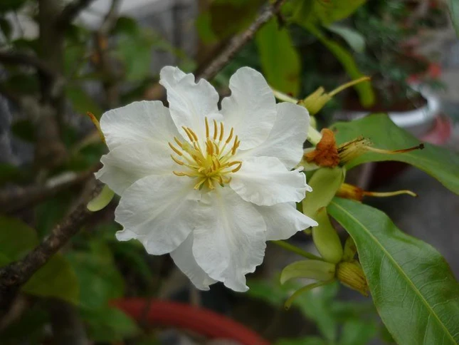 Ngày tết - Nói về 24 loài hoa mai ảnh 2