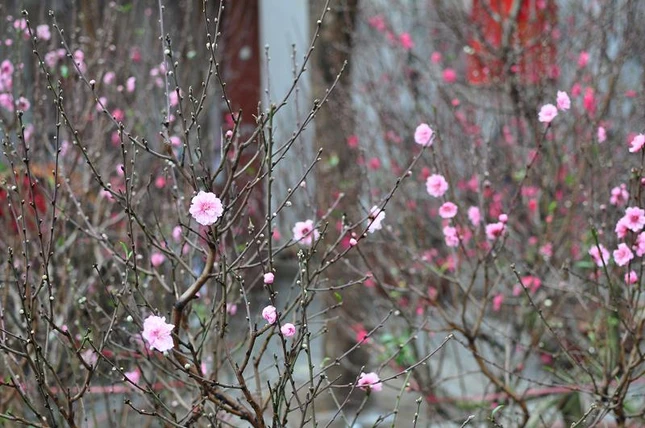 Mùa xuân, chúc nhau những gì tốt đẹp nhất: Lợi mình - Lợi người (Ảnh: Mai Anh Duy)