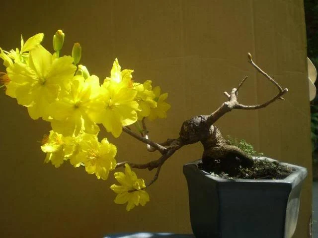 Ngày tết - Nói về 24 loài hoa mai ảnh 4